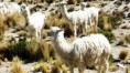 /album/galeria-de-fotos-fase-i-brasil-usa/a4-altiplanos-peru-jpg/